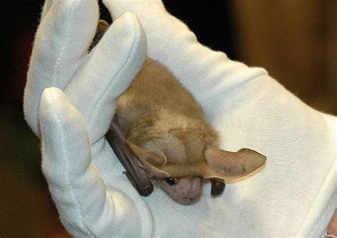 Rabid bat discovered in Clayton home